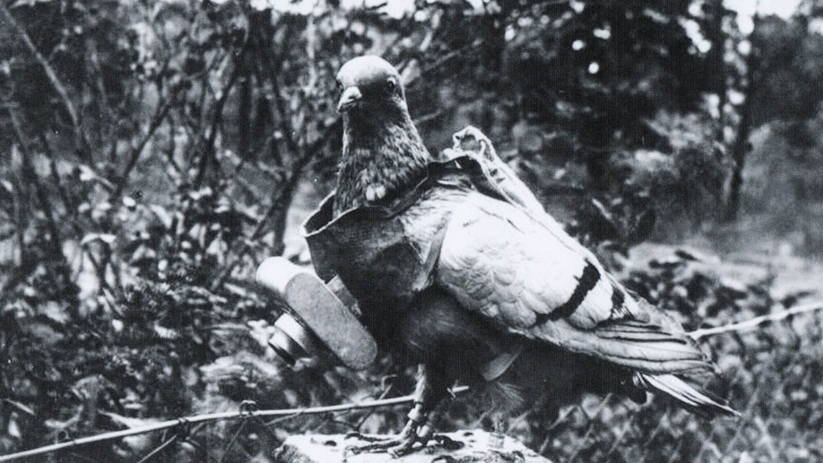 Frank Heath, War Pigeon, 2017 in Blue Room at Swiss Institute